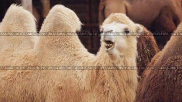 Group of bactrian camels gathered in wooden enclosure. Стоковое видео, видеограф Дмитрий Наумов / Фотобанк Лори