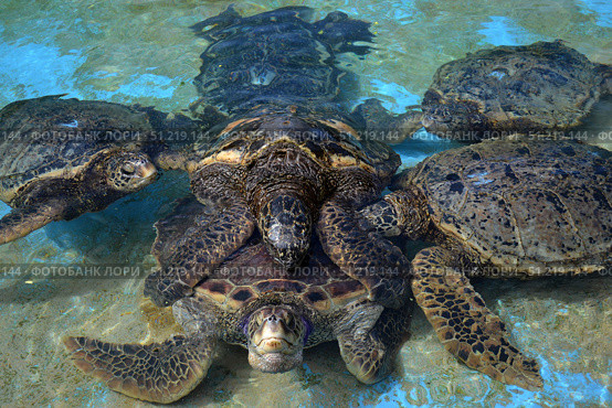 Group of green sea turtles copulate in the tank at the Sea Life Park, Oahu, Hawaii. VW Pics/Stocktrek Images/TASS. Стоковое фото, агентство ТАСС / Фотобанк Лори