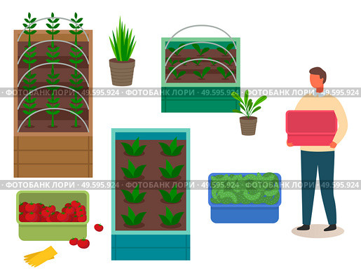 Grower man holding empty plastic box, fresh tomatoes and cucumbers in boxes, agricultural occupation, containers with growing eco vegetables and fruits, agronomy, farming, ecological organic food. Grower man holding empty plastic box, fresh tomatoes and cucumbers in boxes, agricultural occupation. Стоковая иллюстрация, агентство Ingram Publishing / Фотобанк Лори