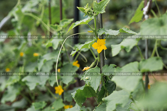 Growing cucumbers. Plant stems, green leaves, and flowers. Gardening and harvesting for a healthy diet. Стоковое фото, фотограф Photojuli / Фотобанк Лори