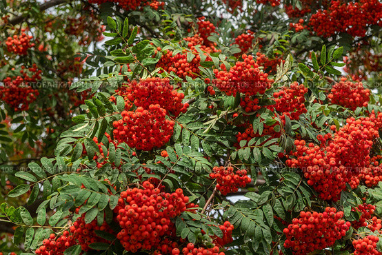 Гроздья рябины обыкновенной (Sorbus aucuparia L.) на дереве. Стоковое фото, фотограф Pukhov K / Фотобанк Лори