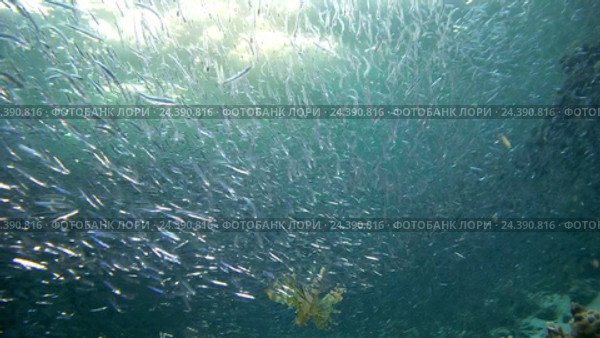 Группа крылаток (Pterois volitans) охотится  в большом косяке Hardyhead Silverside (Atherinomorus lacunosus) Стоковое видео, видеограф Некрасов Андрей / Фотобанк Лори