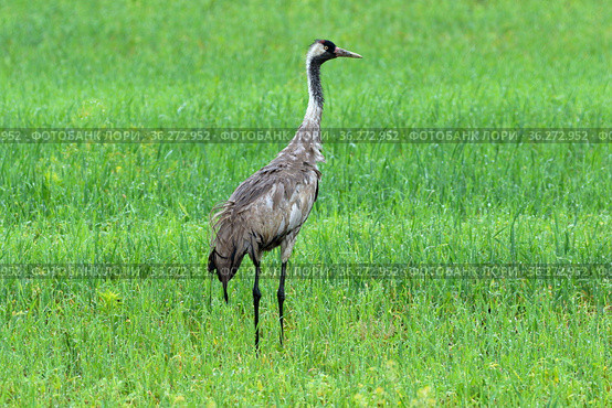 Grus grus, Grus communis. Серый журавль мокнет под дождем среди поля, Алтайский край. Стоковое фото, фотограф Григорий Писоцкий / Фотобанк Лори