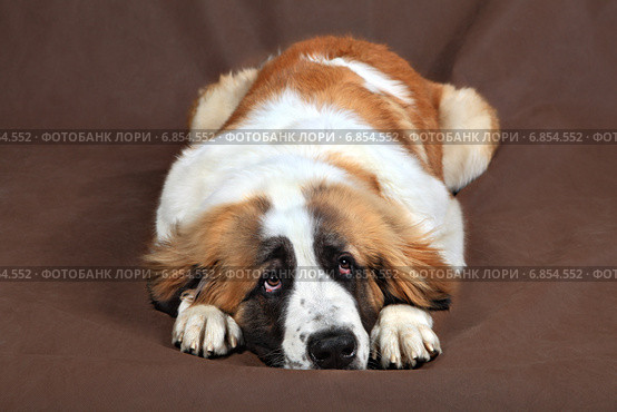 Грустный сенбернар отдыхает лежа, опустив голову на лапы. Sad dog St. Bernard is resting head lays on paws. Стоковое фото, фотограф Владимир Григорьев / Фотобанк Лори
