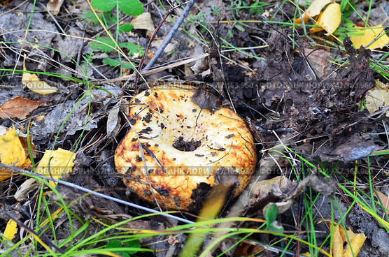 Груздь настоящий (лат. Lactarius resimus) в лесу, в земле. Стоковое фото, фотограф Staryh Luiba / Фотобанк Лори