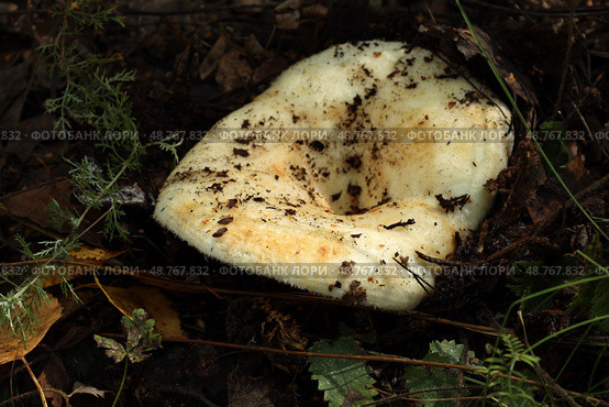 Груздь сырой (лат. Lactarius resimus) растет во влажной лесной подстилке. сбор дикоросов. Стоковое фото, фотограф Наталья Сухорукова / Фотобанк Лори
