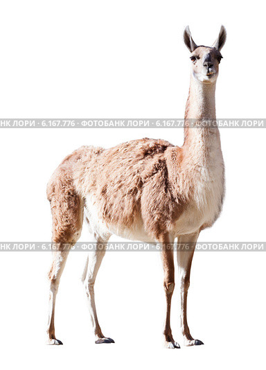Guanaco. Isolated on white. Стоковое фото, фотограф Яков Филимонов / Фотобанк Лори