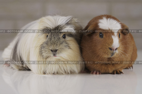 Guinea pigs breed Golden American Crested and Coronet cavy. Стоковое фото, фотограф Юлия Машкова / Фотобанк Лори