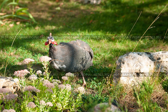 Guineafowl-chicken on the grass. Стоковое фото, фотограф Корнеев Вячеслав / Фотобанк Лори