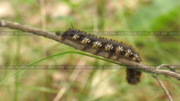 Гусеница бабочки Коконопряд травяной. Caterpillar of Euthrix potatoria's butterfly. Стоковое видео, видеограф Евгений Романов / Фотобанк Лори