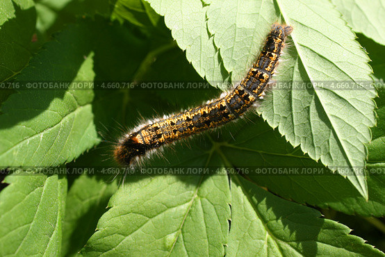 Гусеница ползает по листьям (Euthrix potatoria, травяной коконопряд) Стоковое фото, фотограф Щеголева Ольга / Фотобанк Лори