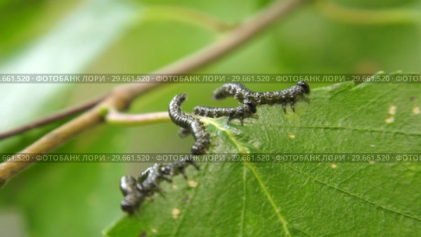Гусеницы пилильщика березового минирующего на берёзовом листе. Caterpillars of birch leafminer on birch leaf. Стоковое видео, видеограф Евгений Романов / Фотобанк Лори