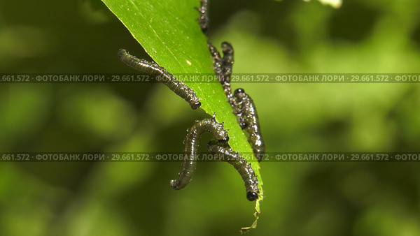 Гусеницы пилильщика березового минирующего на берёзовом листе. Caterpillars of birch leafminer on birch leaf. Стоковое фото, фотограф Евгений Романов / Фотобанк Лори