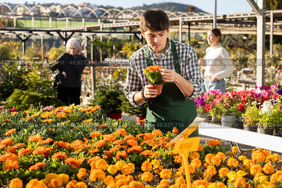 Guy employee of garden center is busy working with plants, potted flowering calendula. Стоковое фото, фотограф Яков Филимонов / Фотобанк Лори