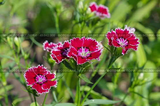 Гвоздика китайская (лат. Dianthus chinensis) крупным планом. Стоковое фото, фотограф Елена Коромыслова / Фотобанк Лори