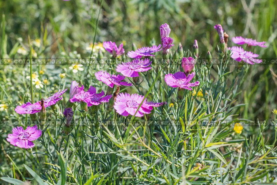 Гвоздика разноцветная в стадии цветения - Dianthus versicolor Fisch. ex Link (семейство Caryophyllaceae) . Новосибирская область,Западная Сибирь России. Стоковое фото, фотограф Евгений Мухортов / Фотобанк Лори