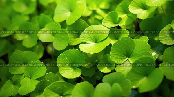 habitat centella asiatica leaf ai generated. Стоковое AI-изображение, AI-художник Vectorwin / Фотобанк Лори