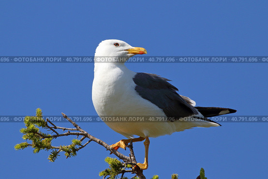 Халей (Larus heuglini). Птица стоит на макушке дерева, Ямало-Ненецкий автономный округ. Стоковое фото, фотограф Григорий Писоцкий / Фотобанк Лори