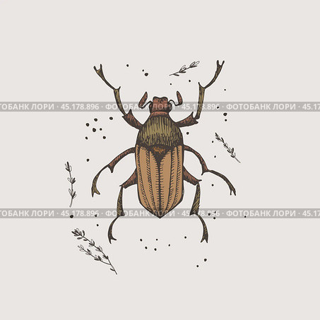 Hand-drawn chafer beetle on a light isolated background. Insect vector illustration in vintage style. Design element for zoological composition, poster, cover, brochure. Стоковая иллюстрация, иллюстратор KOSIM / Фотобанк Лори