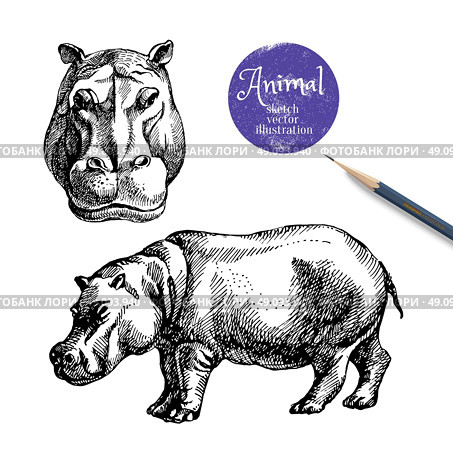 Hand drawn hippo animal vector illustration. Sketch isolated hippopotamus on white background with pencil and label banner. Стоковая иллюстрация, агентство Ingram Publishing / Фотобанк Лори