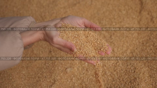 Hands of female farmer holding handful of grinded soy husk on background of large pile. Healthy organic protein ingredient used in livestock feed. Стоковое видео, видеограф Яков Филимонов / Фотобанк Лори