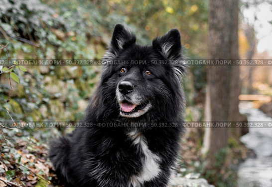 happy big dog nature. Стоковое фото, агентство Ingram Publishing / Фотобанк Лори