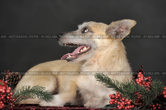Happy dog mestizo terrier in the studio with red christmas berries. Стоковое фото, фотограф Анна Кривицкая / Фотобанк Лори