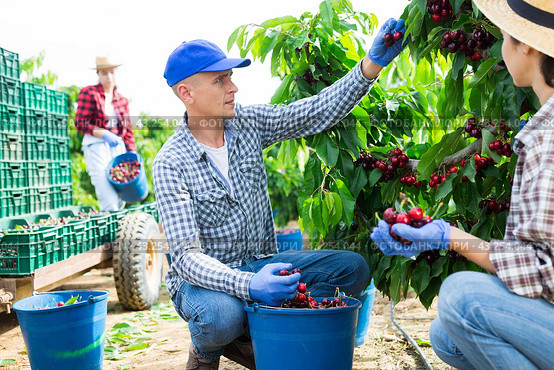 Hardworking farmers pluck cherries from the trees. Стоковое фото, фотограф Яков Филимонов / Фотобанк Лори