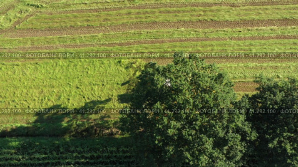 Harvesting and drying hay. The grass tedder turns freshly cut grass. Drone photo. Стоковое видео, видеограф Артем Лукин / Фотобанк Лори