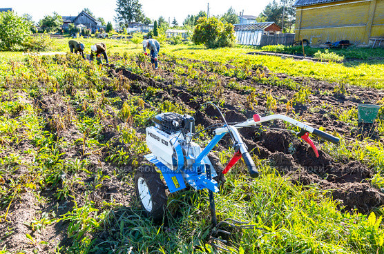 Harvesting potatoes with a walk-behind tractor (2022 год). Редакционное фото, фотограф FotograFF / Фотобанк Лори