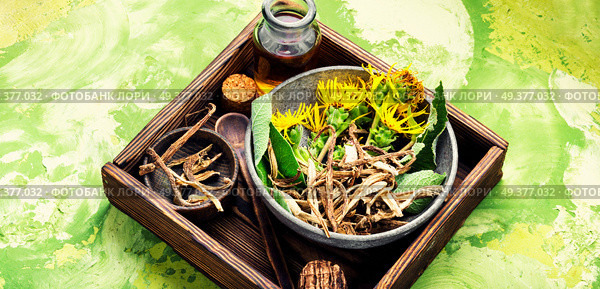 Healing elixir from the root of inula. Root and tincture of elecampane. Стоковое фото, агентство Ingram Publishing / Фотобанк Лори