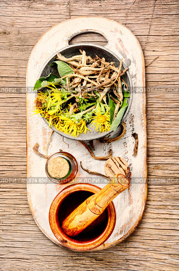 Healing elixir from the root of inula.Herbal naturopathic medicine. Root and tincture of elecampane. Стоковое фото, агентство Ingram Publishing / Фотобанк Лори
