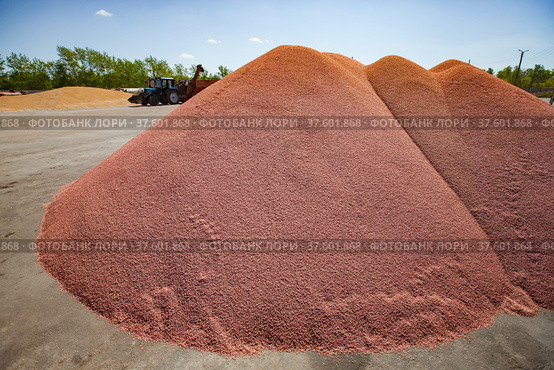 Heap of red wheat grain. Spring sowing campaign. Blue sky background. Стоковое фото, фотограф Alexey Rezvykh / Фотобанк Лори