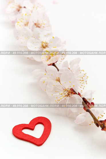 Heart and sakura. Nature composition. Conceptual design. Стоковое фото, агентство Ingram Publishing / Фотобанк Лори