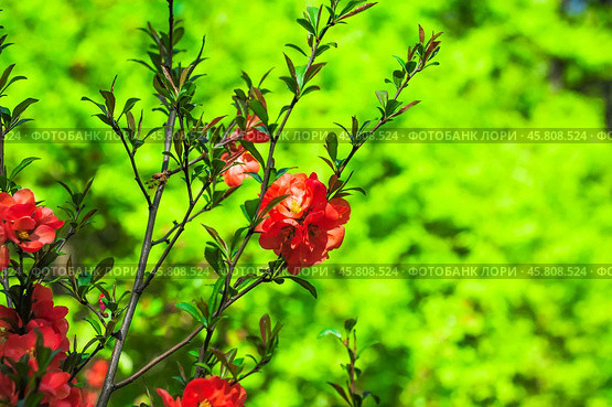 Хеномелес японский, или айва японская (Chaenomeles japonica) Стоковое фото, фотограф Алёшина Оксана / Фотобанк Лори