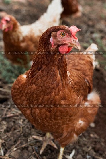 hens looking food coop. Стоковое фото, агентство Ingram Publishing / Фотобанк Лори