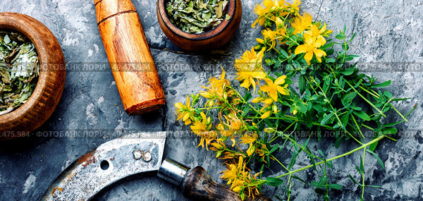 Herbal medicine.Medicinal herbs.Natural herbs medicine.Bunch of hypericum. Bunch of blooming Hypericum. Стоковое фото, агентство Ingram Publishing / Фотобанк Лори
