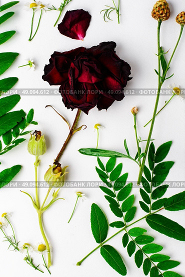 Herbarium of field of wild foliage. Herbarium applique with field of wild flowers and plants on white background. Стоковое фото, агентство Ingram Publishing / Фотобанк Лори