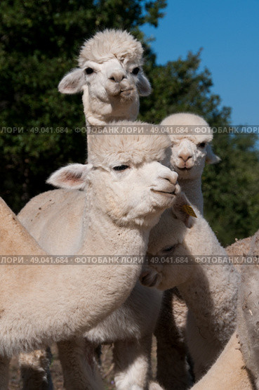 Herd of alpacas. Стоковое фото, агентство Ingram Publishing / Фотобанк Лори