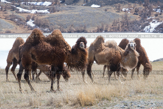 Herd of Bactrian. Стоковое фото, фотограф hunta / Фотобанк Лори