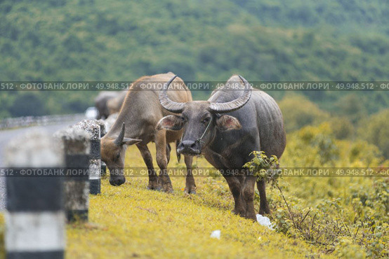 Herd of buffalo on the prairie. Стоковое фото, агентство Ingram Publishing / Фотобанк Лори