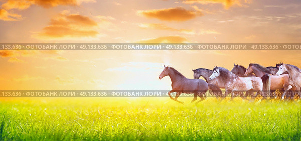 herd of horses running on sunny summer pasture over sunset sky, banner for website. Стоковое фото, агентство Ingram Publishing / Фотобанк Лори