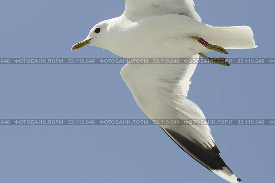 herring gull. Стоковое фото, фотограф Ines Weiland-Weiser / PantherMedia / Фотобанк Лори