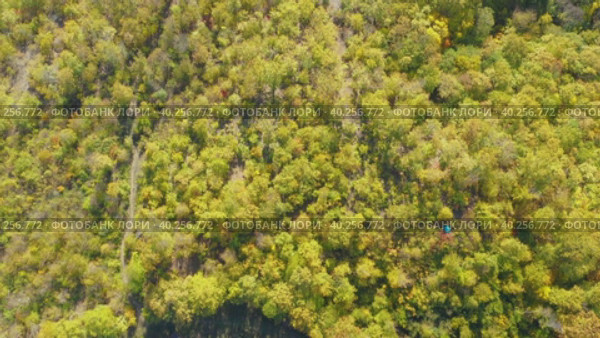 High angle flying above yellow autumn forest in mountain and green small field with home. Стоковое видео, видеограф Кирилл Трифонов / Фотобанк Лори