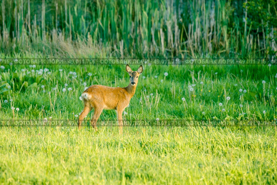High resolution photo in best quality. Стоковое фото, агентство Ingram Publishing / Фотобанк Лори