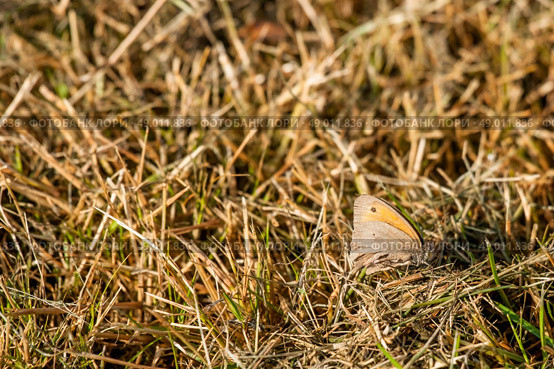 High resolution photo in best quality. Стоковое фото, агентство Ingram Publishing / Фотобанк Лори