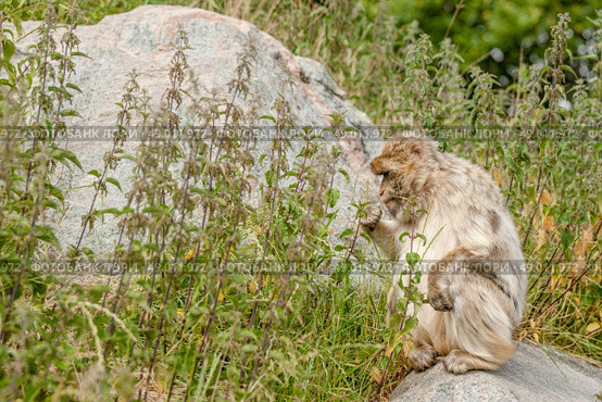High resolution photo in best quality. Стоковое фото, агентство Ingram Publishing / Фотобанк Лори