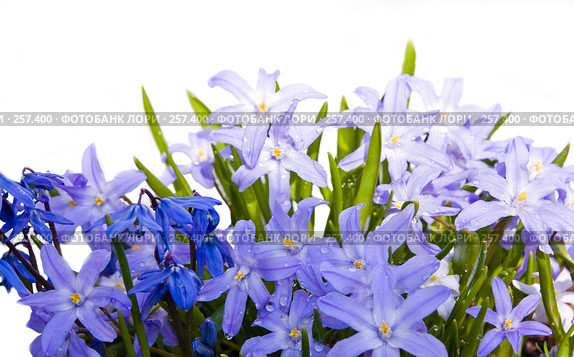 Хионодокса (Chionodoxa) в каплях росы. Стоковое фото, фотограф Светлана Кучинская / Фотобанк Лори
