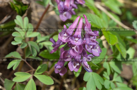 Хохлатка Галлера, или хохлатка плотная (Corydalis halleri, Corydalis solida ) Стоковое фото, фотограф Елена Коромыслова / Фотобанк Лори