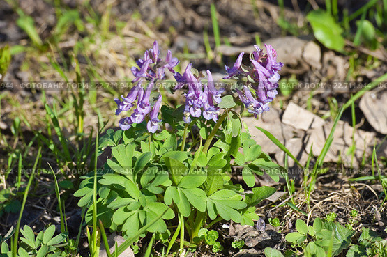 Хохлатка плотная (Corydalis solida) Стоковое фото, фотограф Алёшина Оксана / Фотобанк Лори